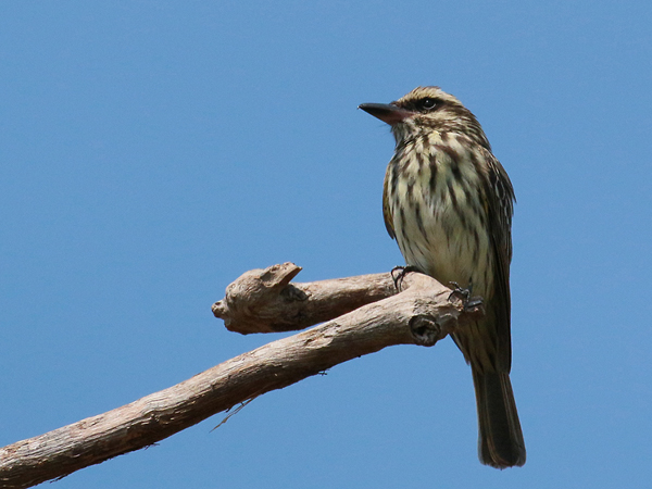 0156 Streaked Flycatcher 60D-4924