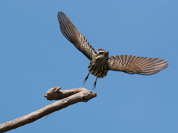 0158 Streaked Flycatcher 60D-4928