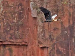 0146 Buff-necked Ibis 60D-4720