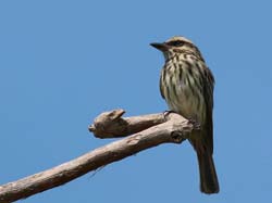 0156 Streaked Flycatcher 60D-4924