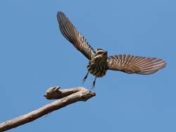 0158 Streaked Flycatcher 60D-4928