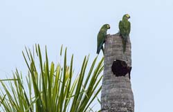 0167 Yellow-collared Macaws 60D-5165
