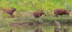 0169 Capybaras 60D-5153