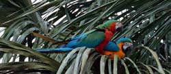 0170 Red Green with Blue Yellow Macaw 60D-5185