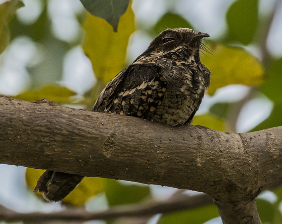 0172 Blackish Nightjar 60D-5237