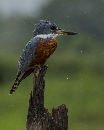 0173 Green & Rufous Kingfisher 60D-5338