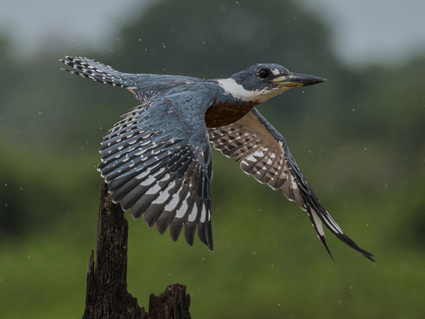 0176 Green & Rufous Kingfisher 60D-5339