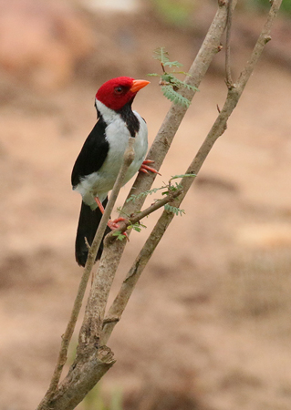0177 Yellow-billed Cardinal 60D-5274