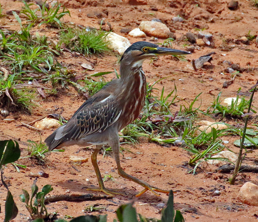 0178 Striated Heron 60D-5315 