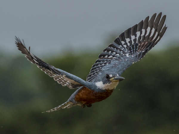 0183 Green & Rufous Kingfisher 60D-5342