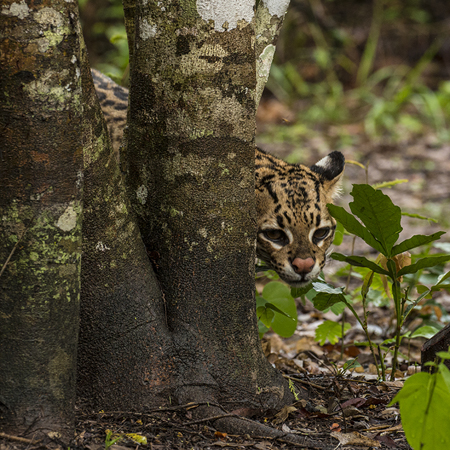 0185 Ocelot 60D-5511