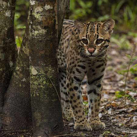 0188 Ocelot 60D-5512