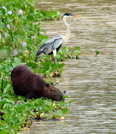 0190 Capybara and Coci Heron 60D-5457