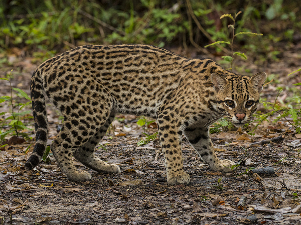 0191 Ocelot 60D-5516