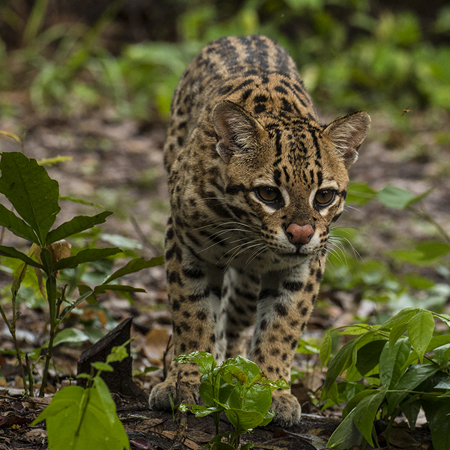 0194 Ocelot 60D-5532