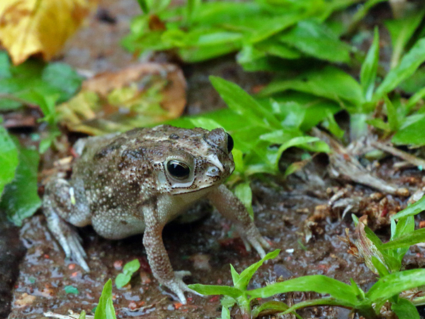 0195  Rococo Toad 60D-5474