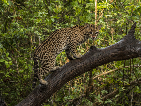 0197 Ocelot 60D-5528