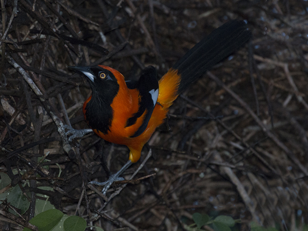 0198 Orange-backed Troupial 60D-5605