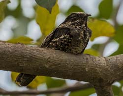 0172 Blackish Nightjar 60D-5237