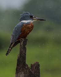 0173 Green & Rufous Kingfisher 60D-5338