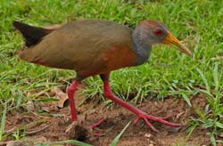 0174 Grey-necked Wood-Rail 60D-5262