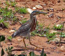 0178 Striated Heron 60D-5315 