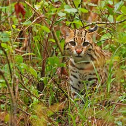 0180 Ocelot 60D-5507