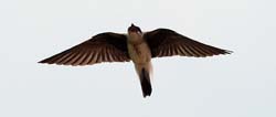 0182 Brown-chested Martin 60D-5407