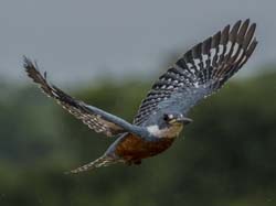0183 Green & Rufous Kingfisher 60D-5342