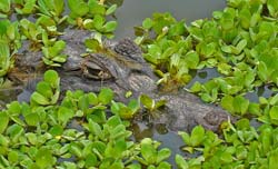 0184 Yacare Caiman 60D-5412
