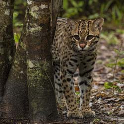 0188 Ocelot 60D-5512