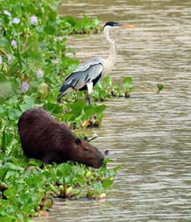 0190 Capybara and Coci Heron 60D-5457