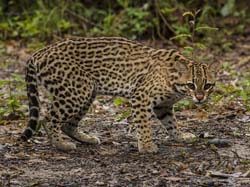 0191 Ocelot 60D-5516