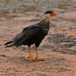 0192 Southern Caracara 60D-5499