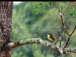 0193 Lesser Kiskadee 60D-5465