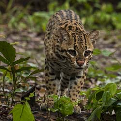 0194 Ocelot 60D-5532
