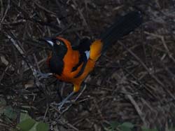 0198 Orange-backed Troupial 60D-5605