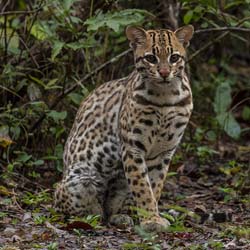0199 Ocelot 60D-5595