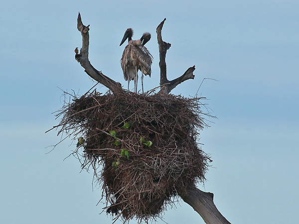 0201 Young Jabiru Storks 60D-5652