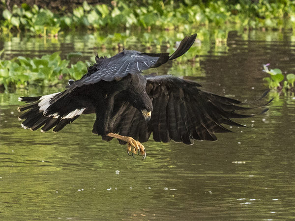 0205 Great Black Hawk 60D-5714