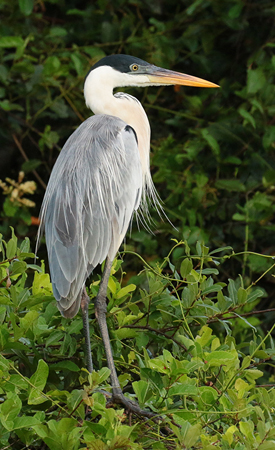 0206 Coci Heron 60D-5698
