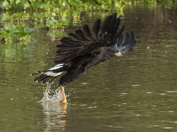 0208 Great Black Hawk 60D-5715