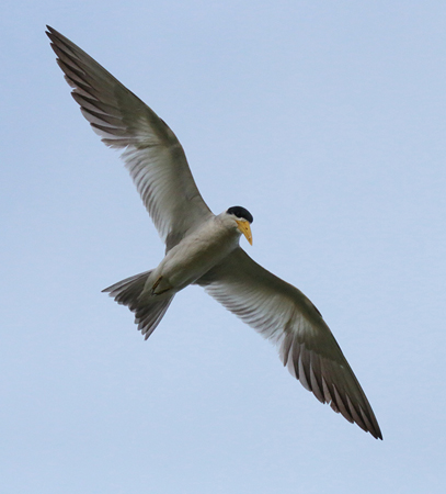 0213 Large-billed Tern 60D-5795