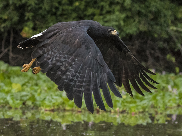 0214 Great Black Hawk 60D-5769