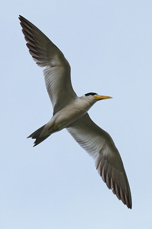 0216 Large-billed Tern 60D-5800
