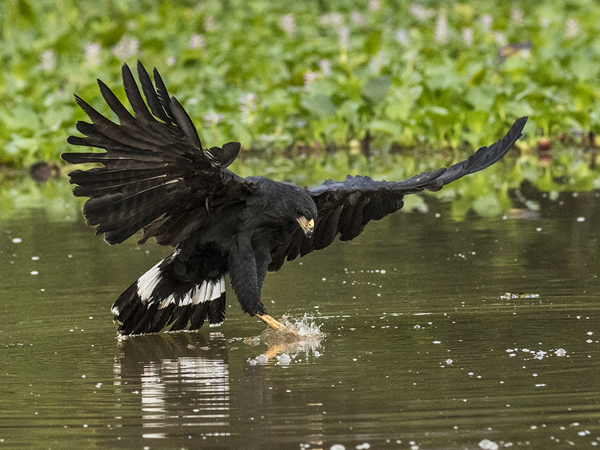 0219 Great Black Hawk 60D-5811