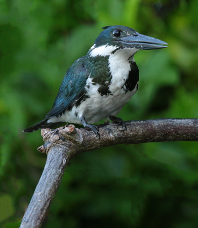 0222 Amazon Kingfisher 60D-5985