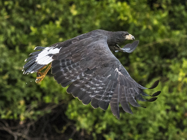 0223 Great Black Hawk 60D-5814
