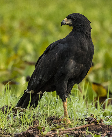 0225 Great Black Hawk 60D-5836