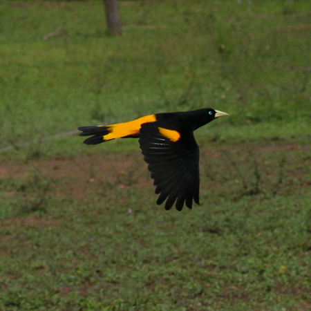 0230 Yellow-rumped Cacique 60D-6075